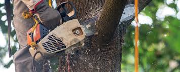 Best Firewood Processing and Delivery  in Holtville, AL