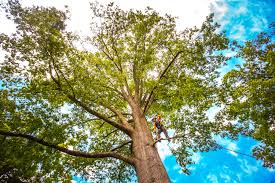Best Lawn Maintenance Plans  in Holtville, AL