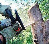 Trusted Holtville, AL Tree Removal Experts